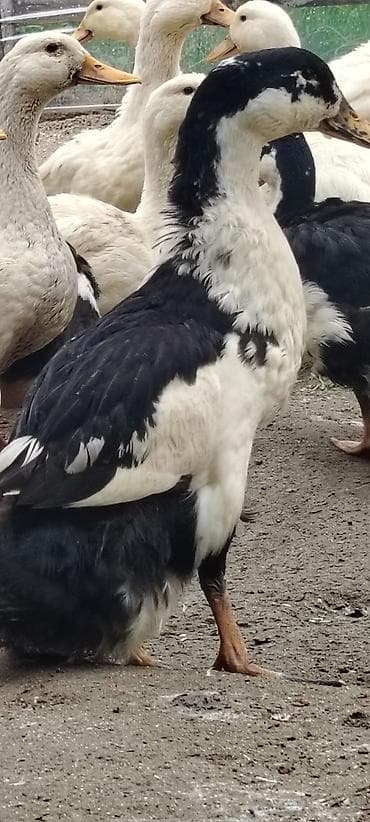 qus yuvalari: Erkək, Ətlik, Ödənişli çatdırılma — 2