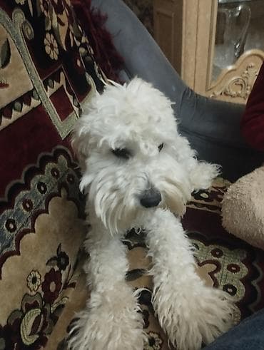 taksa iti satilir: Pudel, 1 il, Erkek, Peyvəndli, Ünvandan götürmə — 2