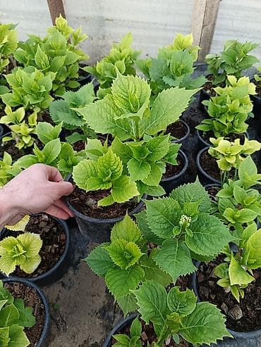 heyet gulleri ve adlari: Məhsul: Bəzək kolları və çoxilliklər – saksıda Təsvir: - Hər biri — 1