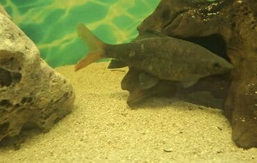 oskar balığı: Labeo balığı, Sülhsevər, Ünvandan götürmə — 4