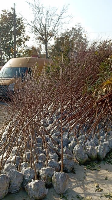 пластмассовый бак для воды купить: Her növ ağaclar ve dekarativ ağaclar çox ucuz ve qarantili gubresiz — 48