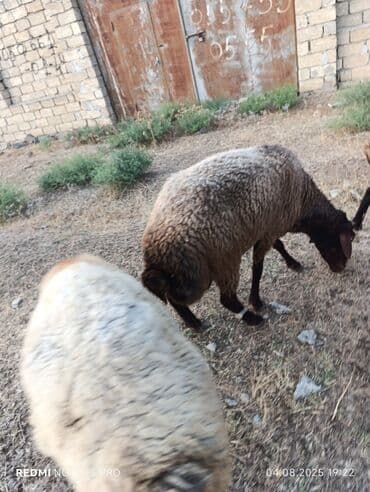 dovşan satılır: Erkək, Qala, il: 1, Damazlıq — 7