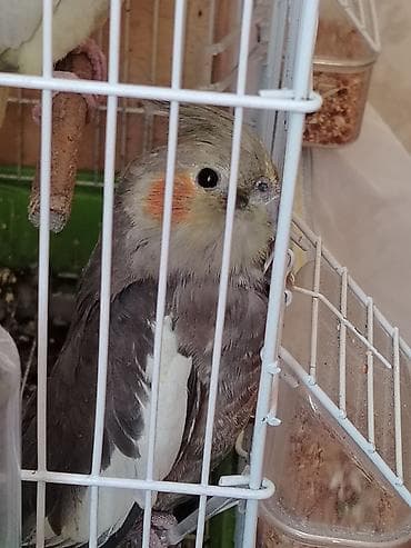 toy quşu: Tutu quşu 3 ədəd 2 ərkəy 1 dişi 2 ədəd yumurtası var vitamin dərmanı — 2