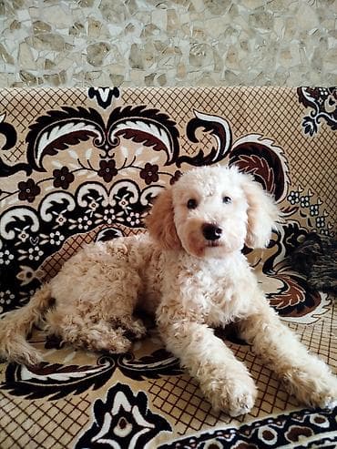 it şekli: Pudel, 4 ay, Erkek — 1