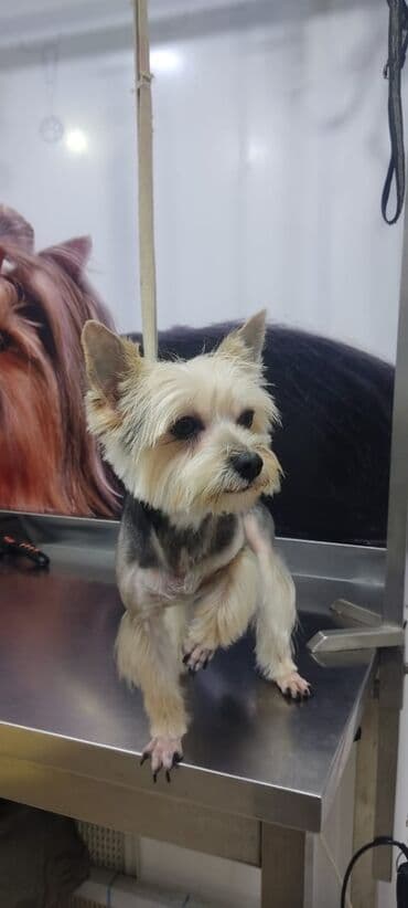 it növlərinin adları: Yorkşir teryer, 2 il, Erkek, Cütləşmə üçün, Pulsuz çatdırılma — 3