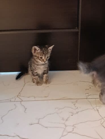 кот в добрые руки: Məhsul: Pişik balaları Təsvir: - Şəkillərdə müxtəlif rəng və — 2