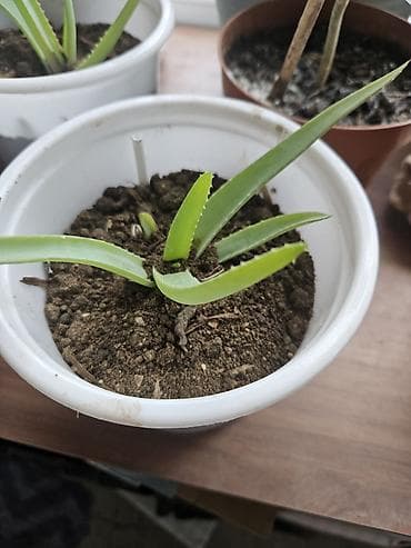 agac sekilleri: Sukulent və kaktus kolleksiyası – kiçik saksılarda Tərkib: - Crassula — 10