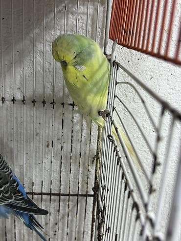 tuk tuk mmc: Salam . Jumbo erkək quşlar satılır hamısı hazır erkəylərdi çoxsu cütdə — 6