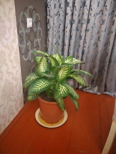 otaq gulləri: Daxili otaq bitkisi – Dieffenbachia (diftenbaxiya) - Növ: Yarpaqları — 1