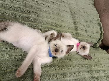 siam pişiyi qiyməti: Siam, Erkək, Dişi — 2