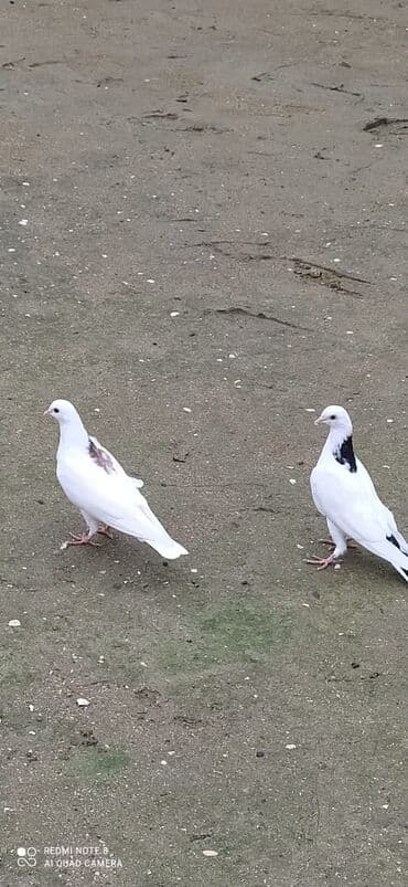 енот в баку купить: Quşdar kom 45 manat tək tək 15 manat quşdar tam sağlam dılar — 2