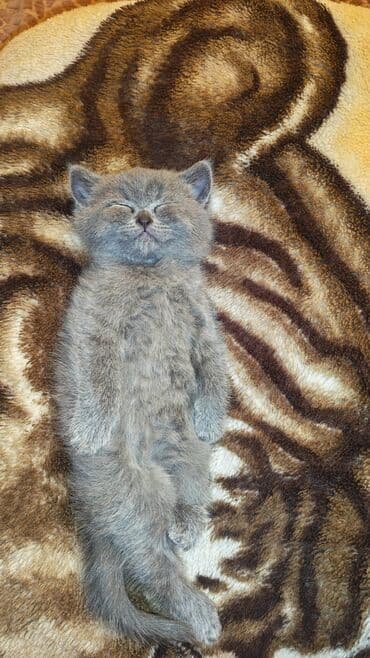 cins pisik: Boz rəngli, yumşaq tüklü, mavi gözlü balaca pişik balası. Qısa və sıx — 5