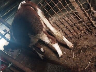 cins ineklerin satisi 2019: Dana, buzov, Dişi, ay: 8, Südlük — 4