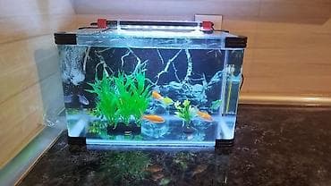 LED işıqlı kompakt akvarium seti və 4glofis 4qızıl balıq üstündə