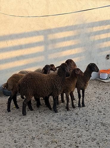 ətlik toyuqlar: Dişi, Hələb, il: 4, 18 kq, Damazlıq, Südlük, Ətlik, Ünvandan götürmə — 9