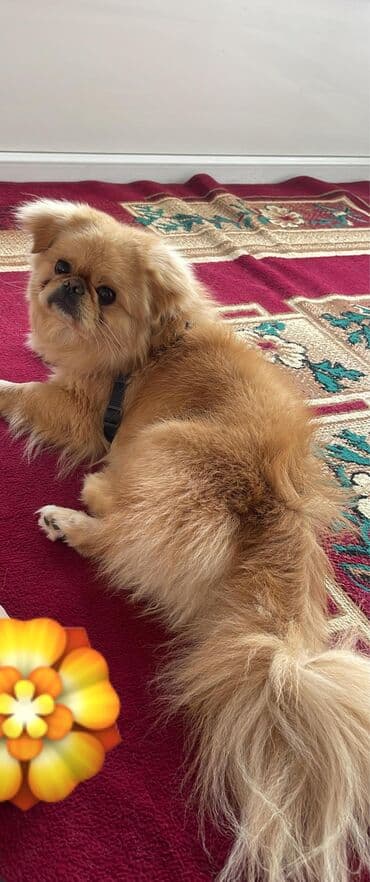 аксессуары для собак мелких пород: Пекинес — 5