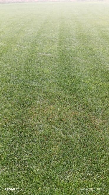 Toxumlar: Torf gübresinin satsi ve ýaşillik isleri torf qazon torpaq peyin — 6