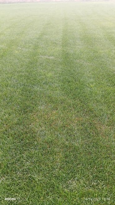 qazon suni: Rulon qazon – peşəkar şəkildə yetişdirilmiş, sıx və bərabər örtüklü — 2