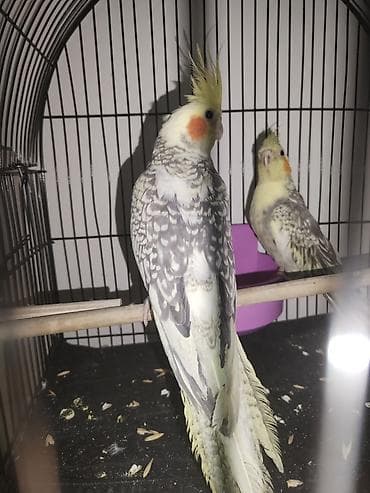 Gəmiricilər: Məhsul: Nimfa (Cockatiel) cütlüyü – “perl”/“pied” rəng mutasiyası — 2