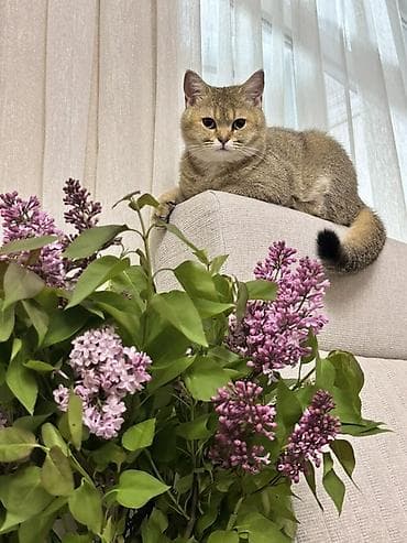british golden chinchilla: Qızıl şinşilla, Erkək — 6