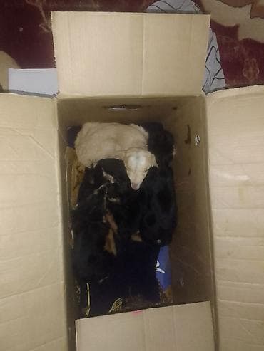 gence it satisi: Yavru itlər – müxtəlif rənglərdə - Cins: qarışıq (balalar arasında — 1