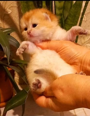 siam pişik: Erkək, Yaxşı əllərə, Ünvandan götürmə — 1