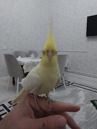 Heyvanlar üçün mallar: Narinqa rəngli nimfa tutuquşu (cockatiel) - Rəng: açıq sarı-krem — 4