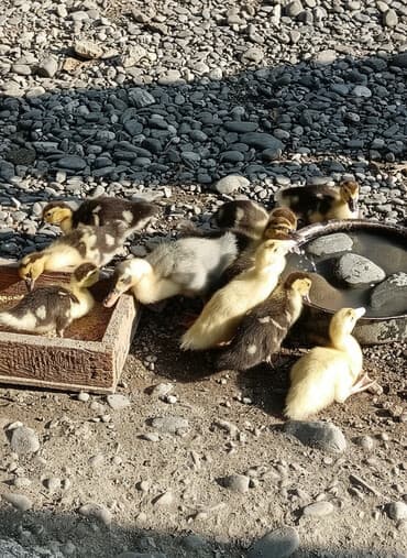 qala sortu qoyunlar: Dişi, | Lal ördək, Damazlıq, Ödənişli çatdırılma — 1