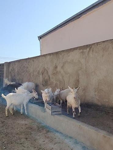 İtlər: Ağ rəngli keçilər və bala keçilər (oğlaqlar) - Cins: yerli süd — 7