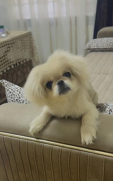 Pekines, 4 ay, Erkek, Peyvəndli, Ünvandan götürmə