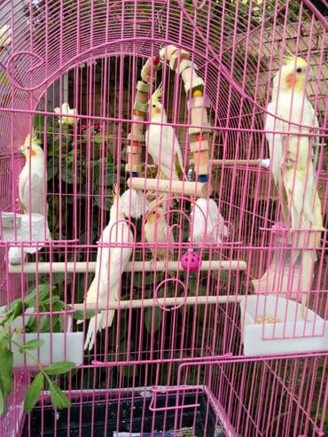 quş şekilleri: Bala var əl qusu var qiymetleri 45 Azn hamsin alana endirim tam — 5