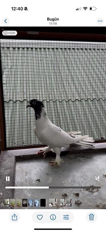 sesar quşu: Goyercin qarabaslar badam hazir cut 16 17 tukler tam saqlam — 4