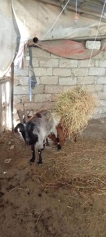 heyvan keci: Qoyun-keçi təsərrüfatı üçün 3 baş keçi Ana əkiz bala ilə erkek disi - — 6