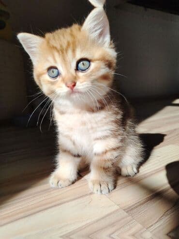 золотая шиншилла котенок: Qızıl şinşilla, Erkək, Dişi, Yaxşı əllərə, Ünvandan götürmə, Ödənişli çatdırılma — 5