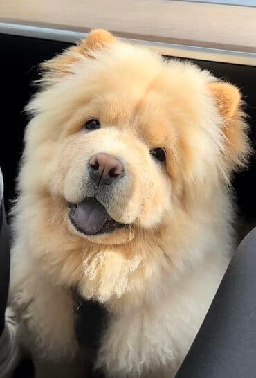 qara xaski: Çau-Çau — 2