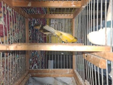 qartal şəkli çəkmək: Hazir cut bulbuller erkey 1yas maya 10ayliq.erkey qirmizi maya ag — 6