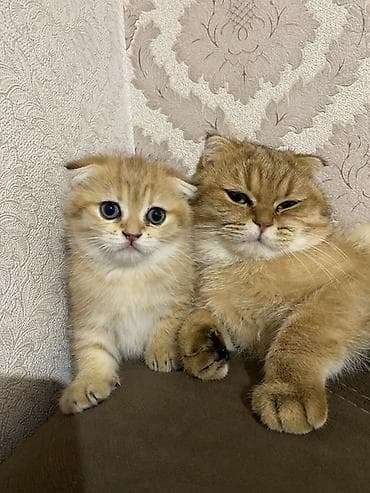 bala pişikler: Qızıl şinşilla, Dişi — 4