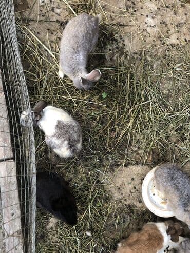 ereb dovşanı: Satlir tək və şəkidə 150 azn — 4