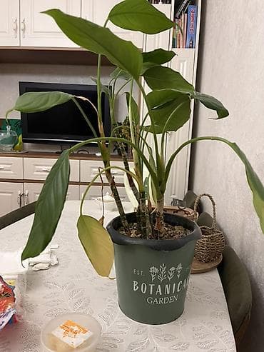 ev gulleri ve adlari: Otaq bitkiləri dəsti – 4 ədəd saksıda 1) Filodendron (uzanan gövdəli — 2