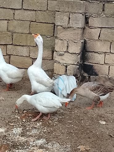 Keçilər, çəpişlər: 1ədəd ərkey qaz qiymeti 30 manat — 2