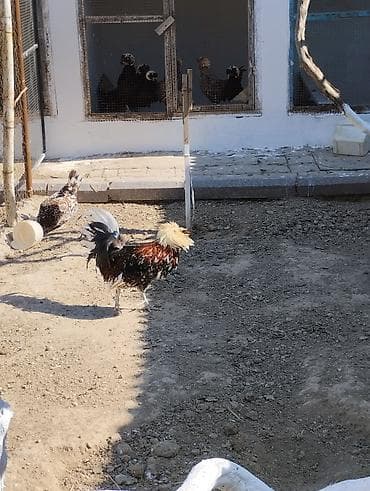 balaca dana: Toyuq, Damazlıq — 1