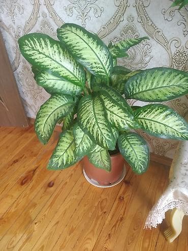 dibcək gulləri: Dieffenbahiya (Dieffenbachia) dekorativ yarpaqlı otaq bitkisi - Növ — 1