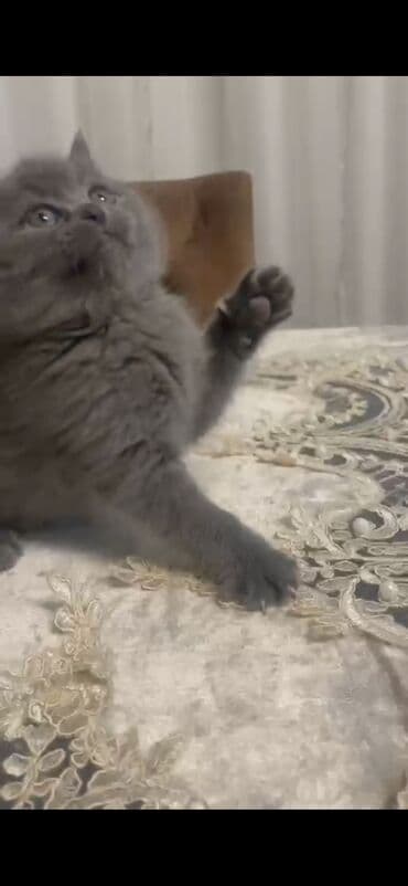 xaski it adlari: Erkək — 4