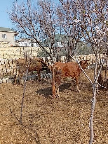 heyvan evləri: Simental tipli iki baş inək və buzovlu inək paketi. - Rəng — 4