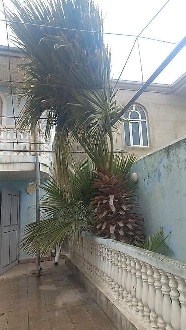 palma ağacları: Dekorativ palma ağacı satılır – böyük ölçülü, yelpikvari (fan-shaped) — 4