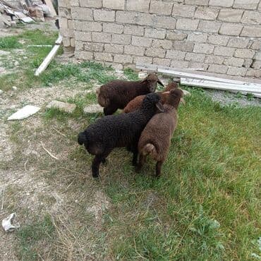 quzu satan: Salam aleykem 4 dene erkey emlik quzum var satq isdiyen buyrsun ünvan — 2