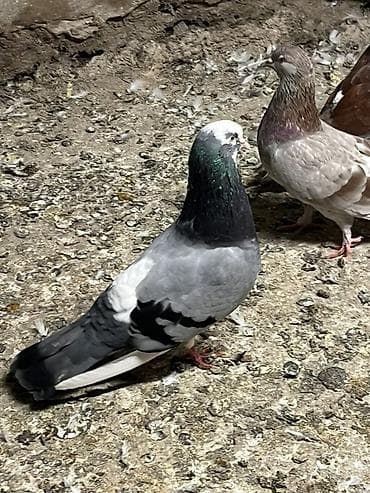 qara baş quşlar: Goy agbas saglam qizgin erkekdi. Unvan sabuncu barter ederem goy ya — 1