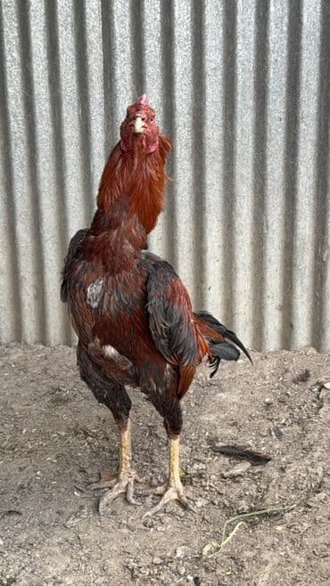 xoruzu: Aseel tipli xoruz - Cins/type: Aseel (uzunboylu, əzələli quruluş) - — 2