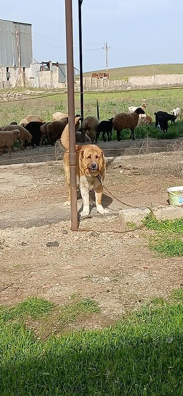 keci satşı: Qurdbasar, 1 il, Erkek, Peyvəndli, Rayonlara çatdırılma — 5