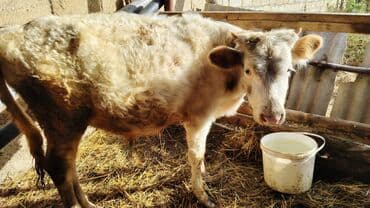 Коровы, быки: Теленок, Самец, Simental, месяцев: 6, Для мяса — 2